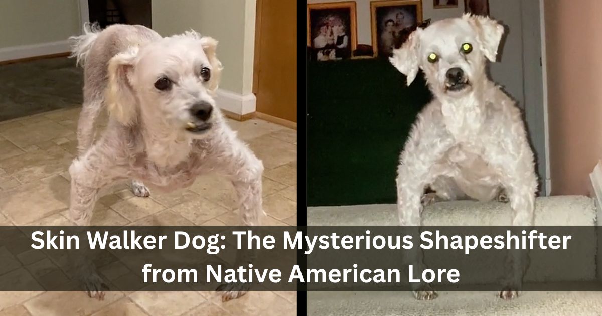 Skin Walker Dog: The Mysterious Shapeshifter from Native American Lore